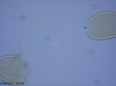 ISEM 1/Asplenium_serratum_82289/Asplenium_serratum_82289_0001(copy)_thumb.jpg